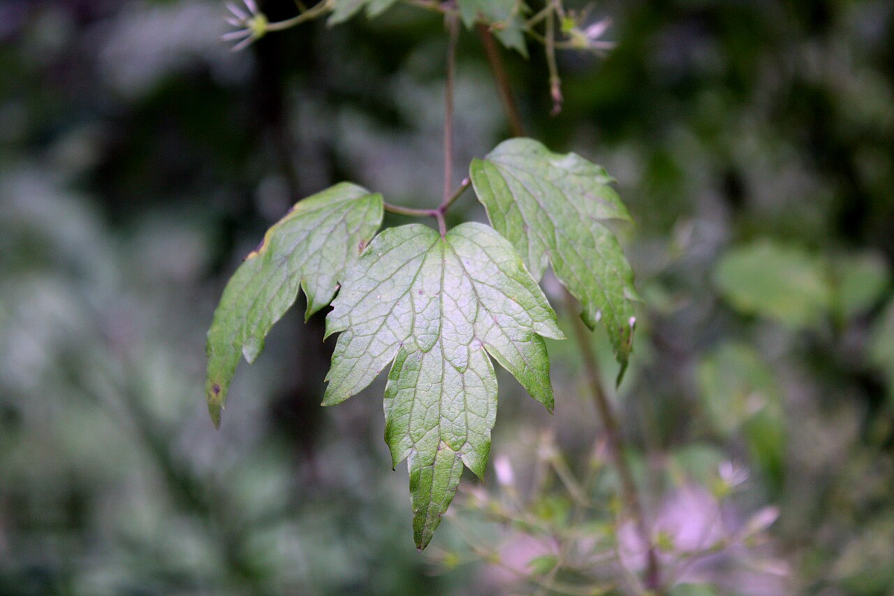 Clematis apiifolia: Clematis apiifolia in Mudeungsan, Korea