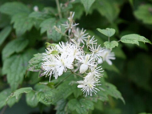 Clematis apiifolia: Clematis apiifolia
