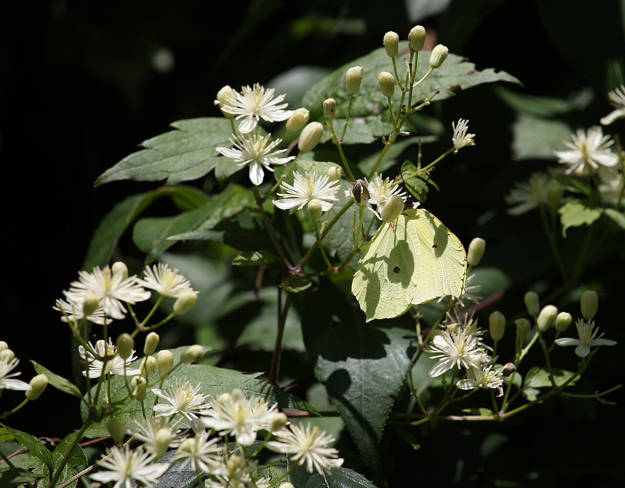 Clematis apiifolia: Lesser Brimstone ( Gonepteryx aspasia ), feeding nectar of Clematis apiifolia , in Mount Hijiri , Iida, Nagano prefecture , Japan .