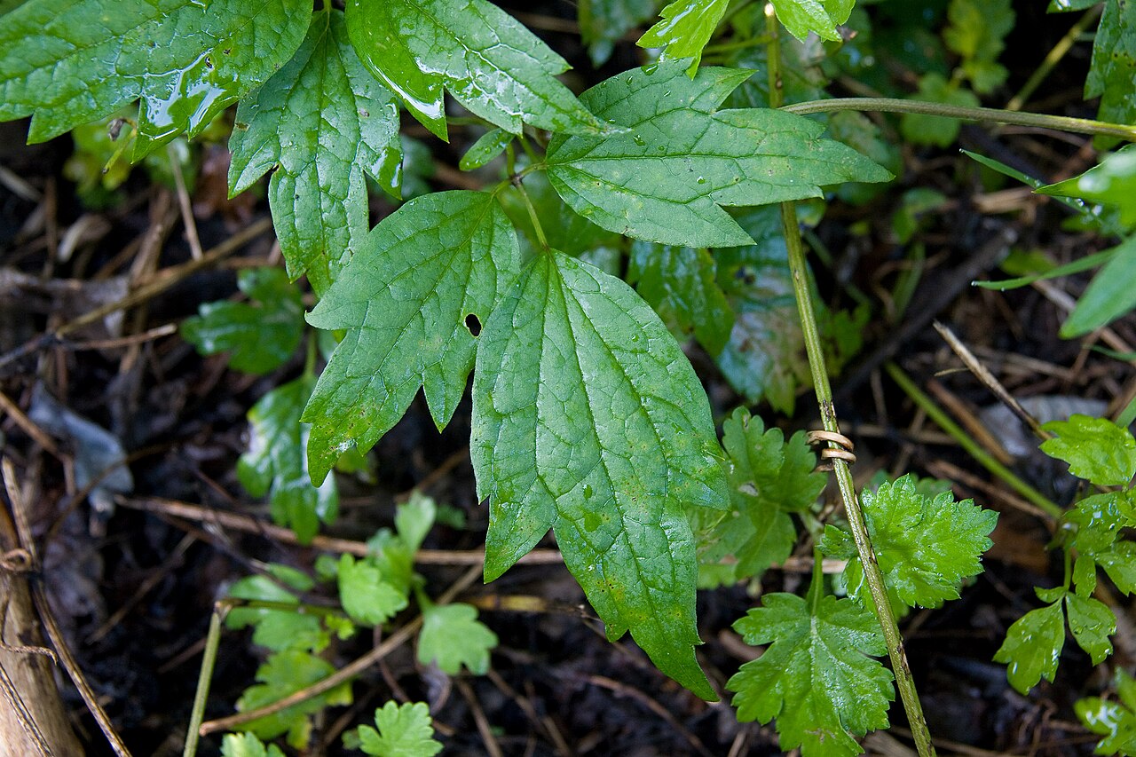 Clematis apiifolia: ボタンヅル