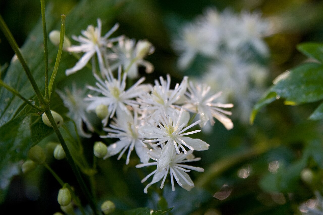 Clematis apiifolia: ボタンヅル