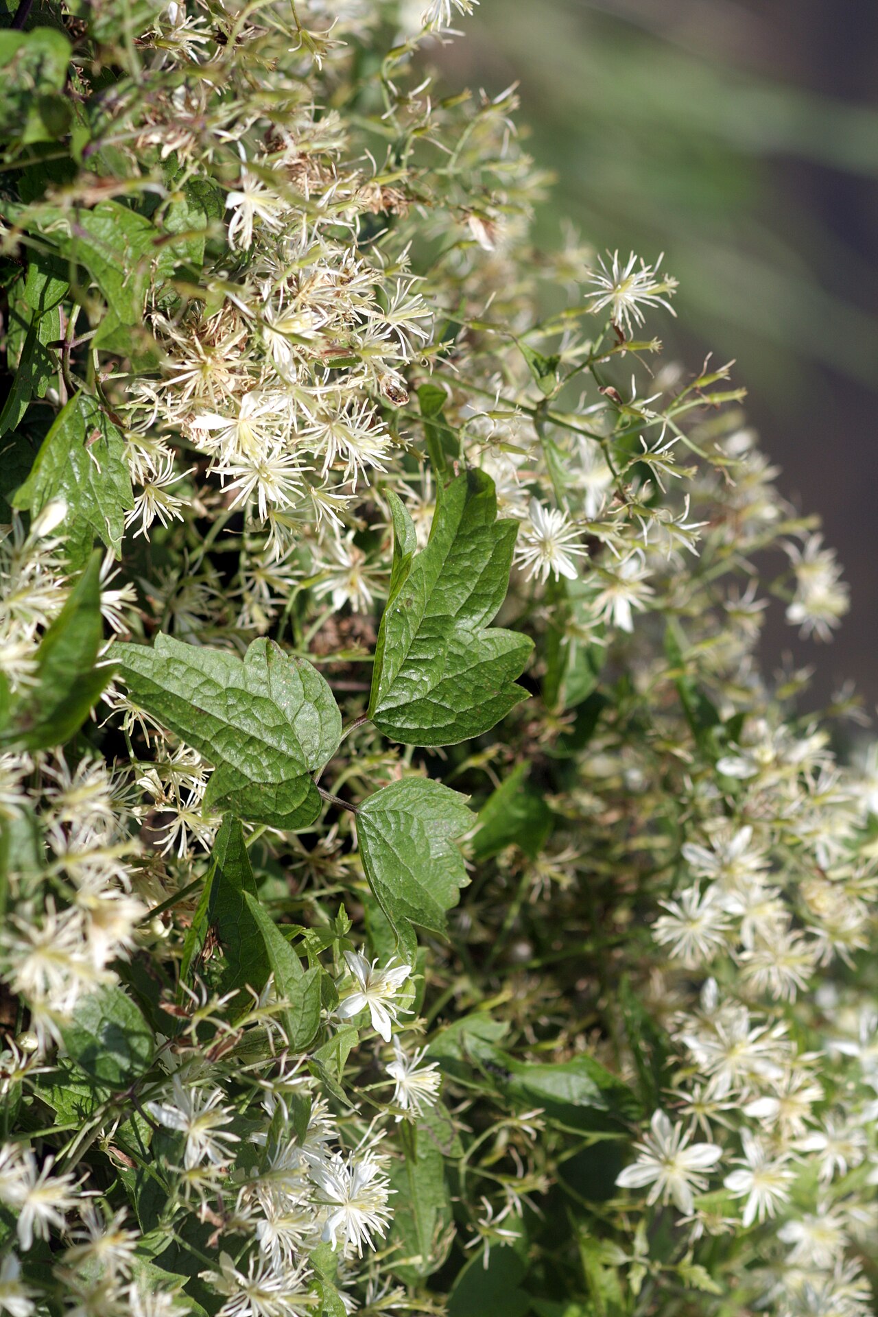 Clematis apiifolia: Clematis apiifolia