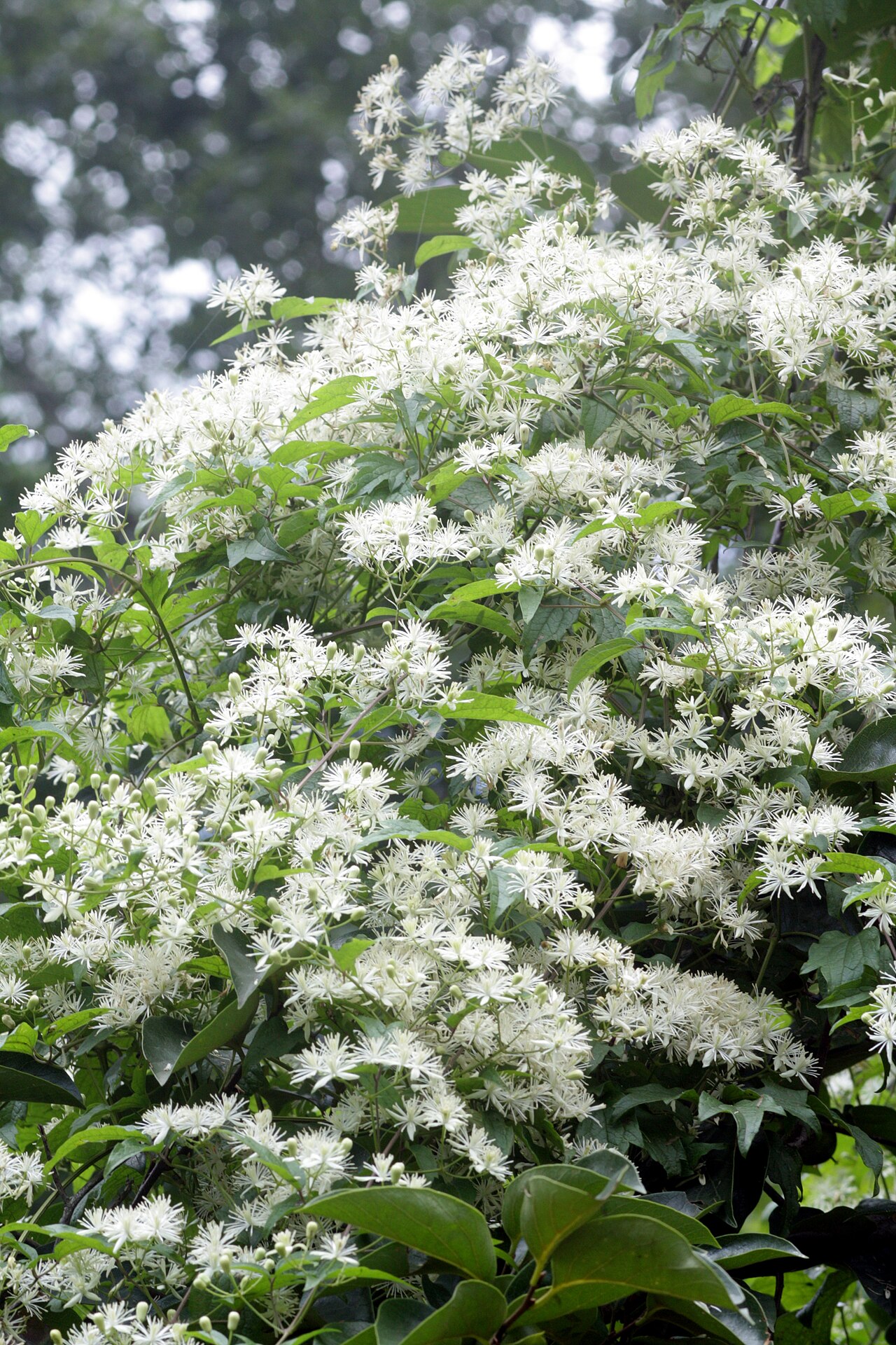 Clematis apiifolia: Clematis apiifolia
