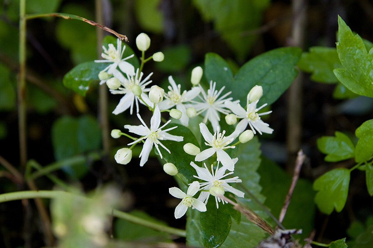 Clematis apiifolia: ボタンヅル