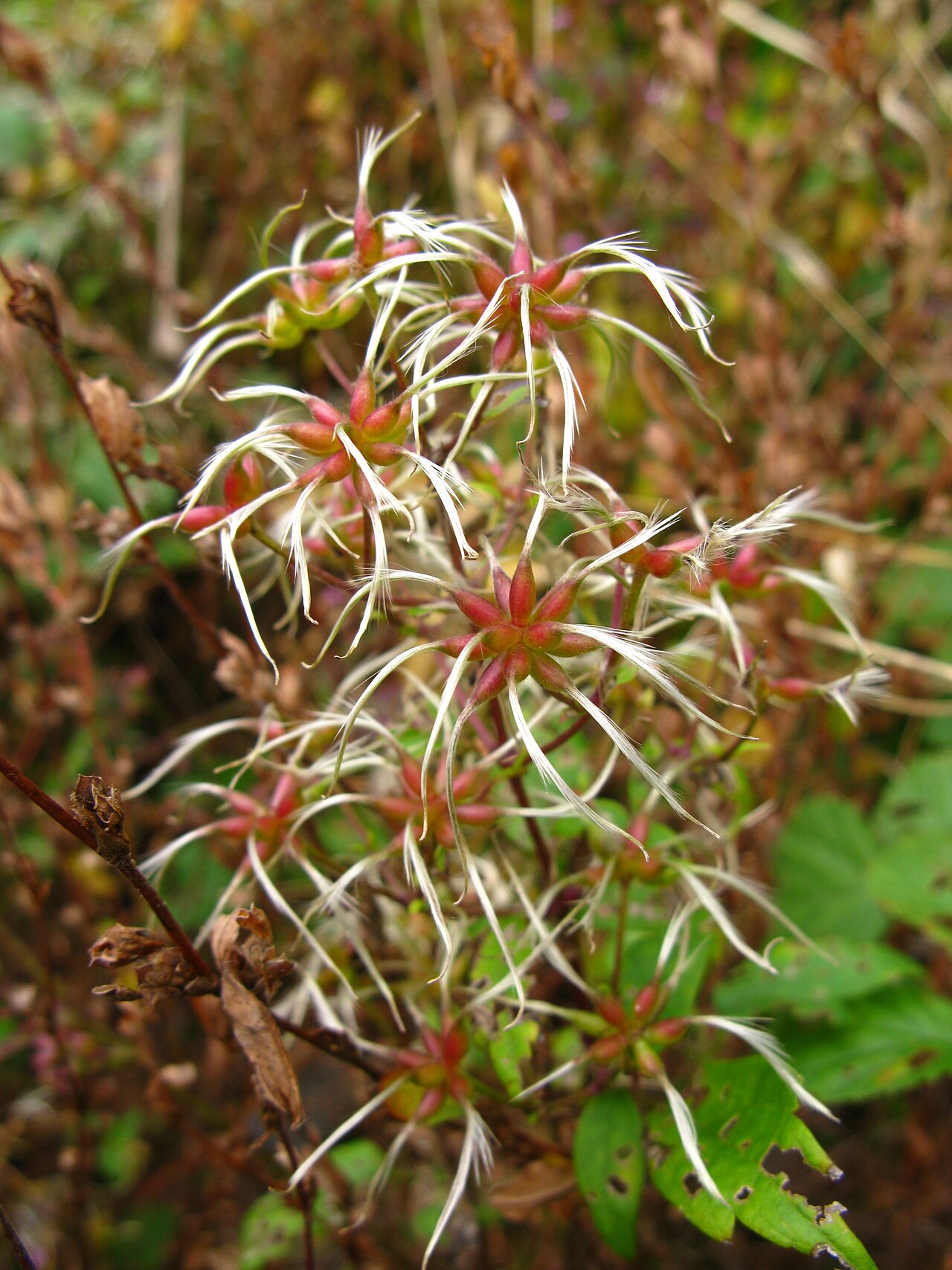 Clematis apiifolia: Clematis apiifolia , Aizu area, Fukushima pref., Japan