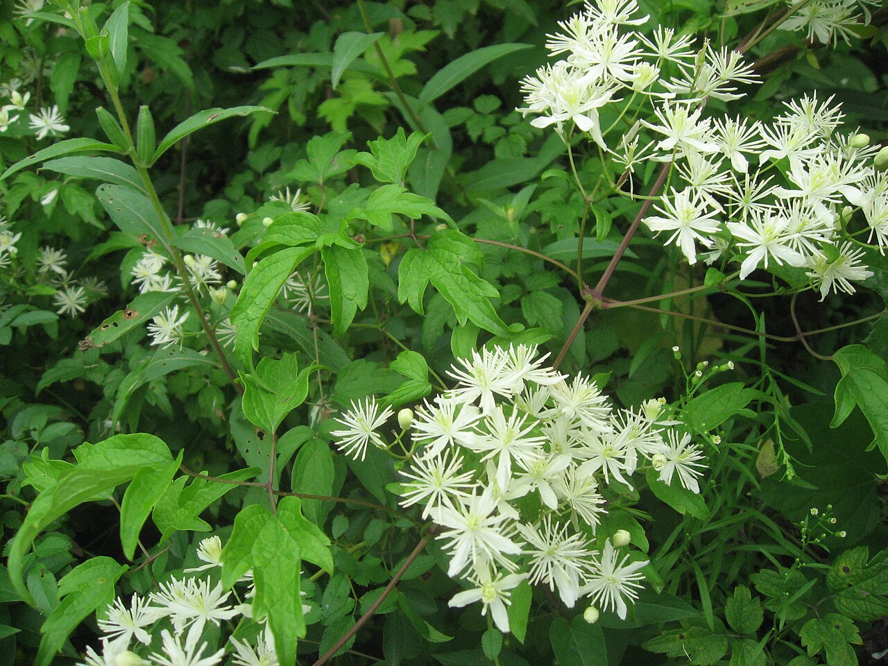 Clematis apiifolia: Clematis apiifolia , Aizu area, Fukushima pref., Japan