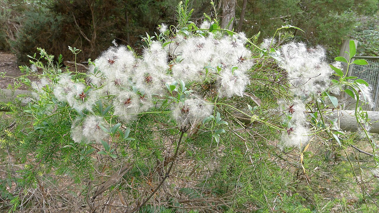 Clematis aristata: Mountain Clematis, Clematis aristata . Rostella Reserve, Dilston Tasmania Australia, January 2012.