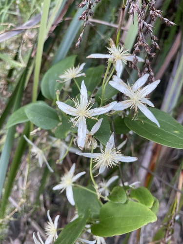 Clematis aristata (Clematis aristata)