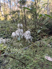Clematis aristata (Clematis aristata)