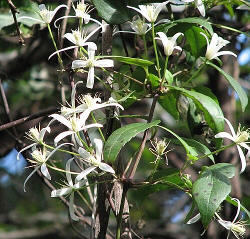 Clematis aristata: Clematis aristata Baw Baw National Park, Victoria, Australia