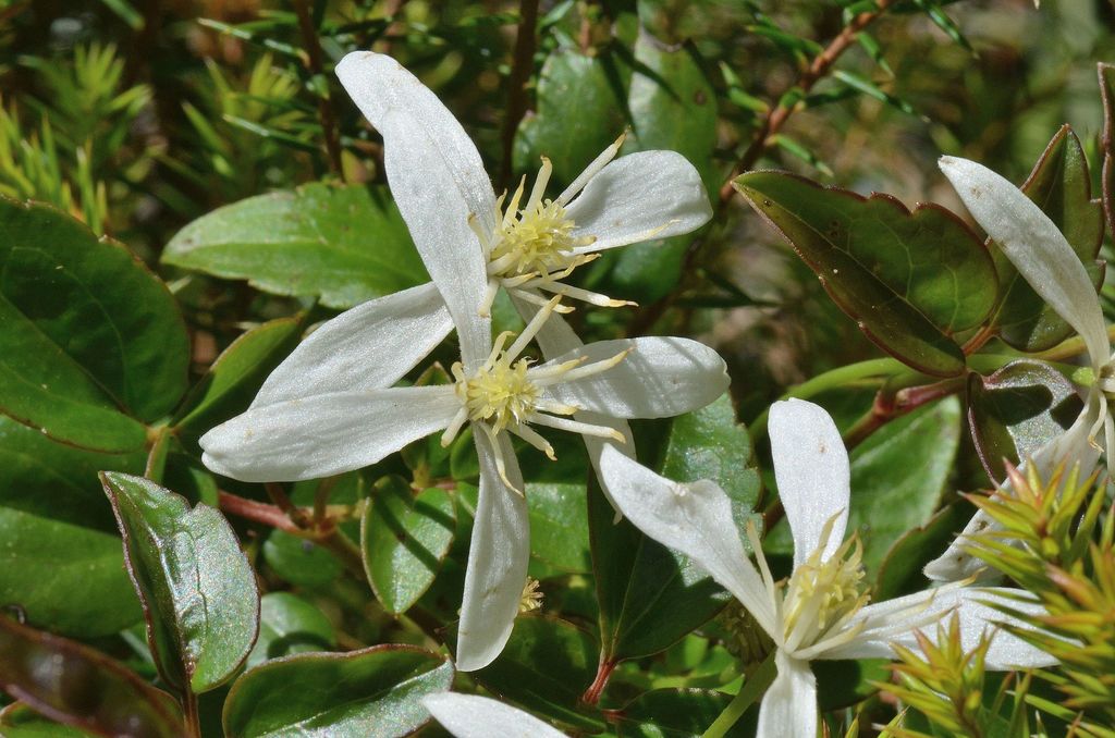 Clematis aristata (Clematis aristata)
