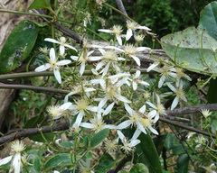 Clematis aristata (Clematis aristata)