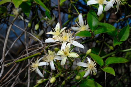 Clematis aristata (Clematis aristata)