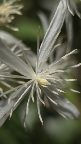 Clematis aristata (Clematis aristata)