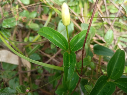Clematis aristata (Clematis aristata)