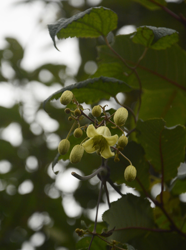 Brown clematis (Clematis barbellata)