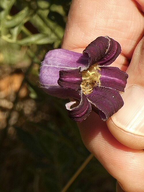 Bigelow's leather flower: The Bigelow's Leatherflower ( Clematis bigelovii ), Bernalillo County, New Mexico, U.S., photographed 22 July 2022