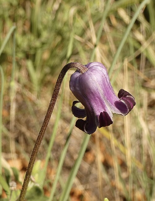 Bigelow's leather flower: The Bigelow's Leatherflower ( Clematis bigelovii ), Bernalillo County, New Mexico, U.S., photographed 22 July 2022