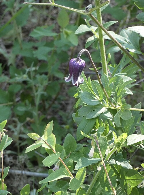 Bigelow's leather flower: The Bigelow's Leatherflower ( Clematis bigelovii ), Bernalillo County, New Mexico, U.S., photographed 23 June 2023