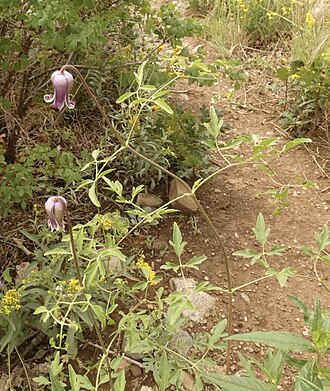 Bigelow's leather flower: The Bigelow's Leatherflower ( Clematis bigelovii ), Bernalillo County, New Mexico, U.S., photographed 28 July 2022