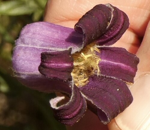 Bigelow's leather flower: The Bigelow's Leatherflower ( Clematis bigelovii ), Bernalillo County, New Mexico, U.S., photographed 22 July 2022