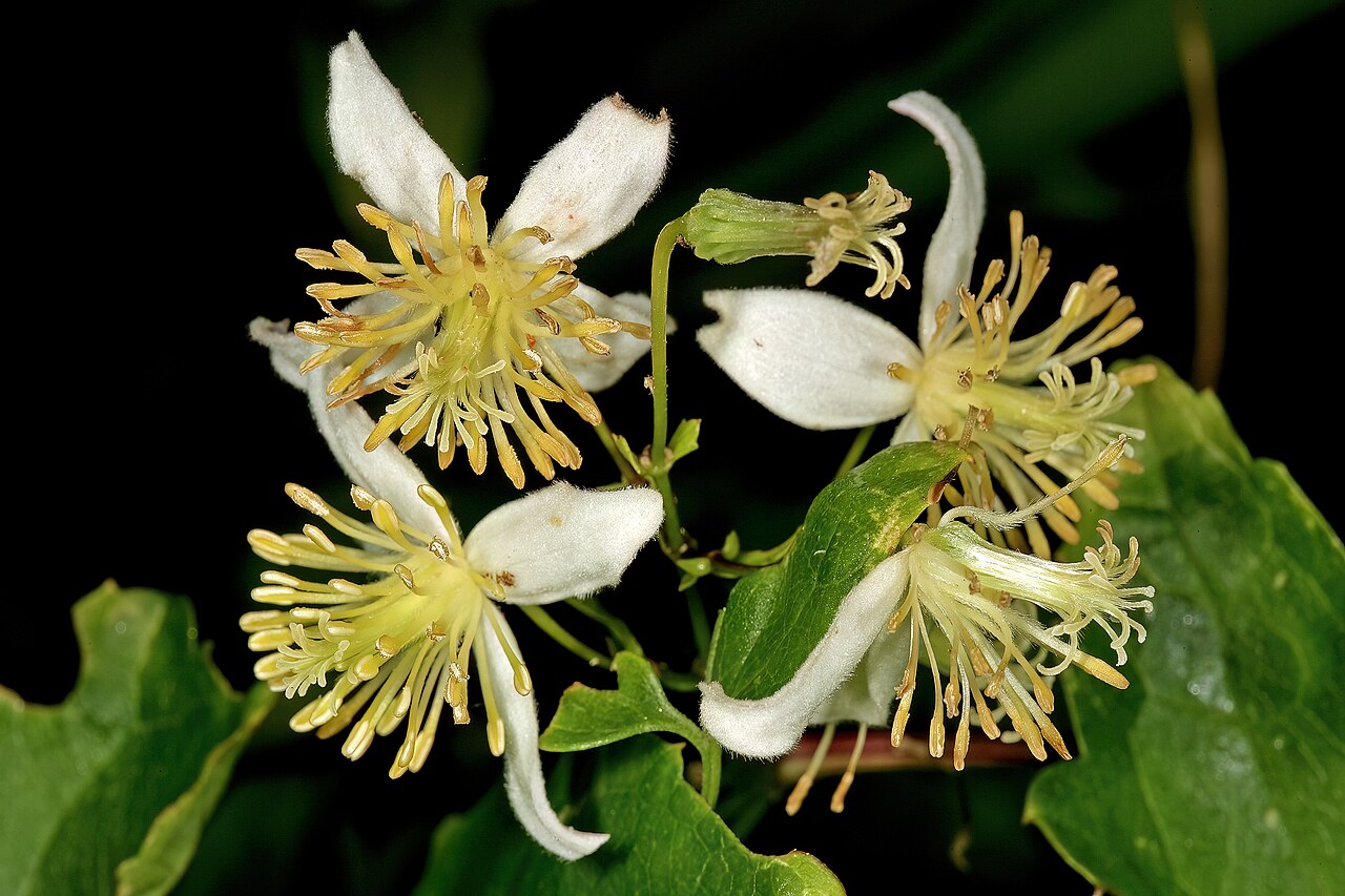 Traveler's-joy: Clematis brachiata , flowers; Kirstenbosch National Botanical Garden, Cape Town, Western Cape, South Africa
