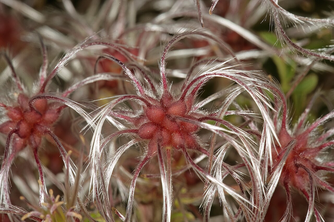 Traveler's-joy: Clematis brachiata , develping fruit; in relict grassland on shale, University of Pretoria Experimental Farm, Hillcrest, Pretoria, Gauteng, South Africa