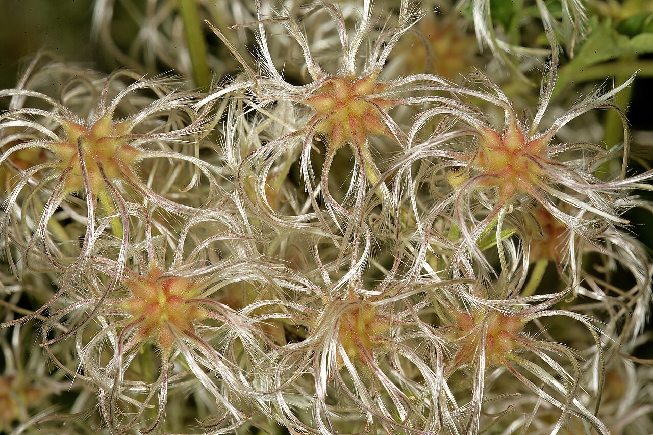 Traveler's-joy: Clematis brachiata , developing fruit; vicinity of Hartbeesfontein, North West, South Africa