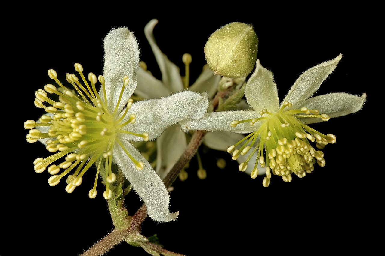 Traveler's-joy: Clematis brachiata , flowers; Faerie Glen Nature Reserve, Pretoria, Gauteng, South Africa