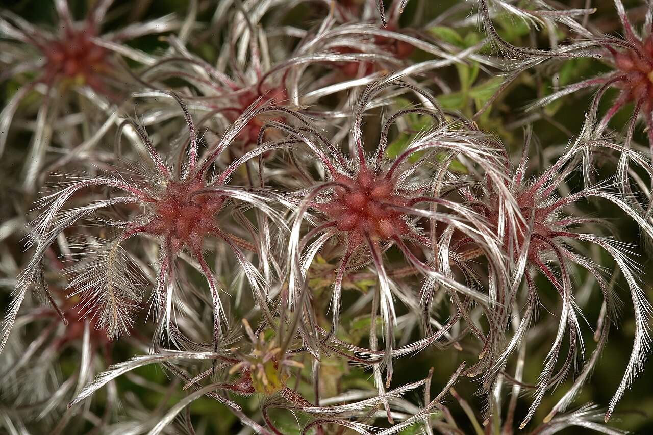 Traveler's-joy: Clematis brachiata , develping fruit; in relict grassland on shale, University of Pretoria Experimental Farm, Hillcrest, Pretoria, Gauteng, South Africa