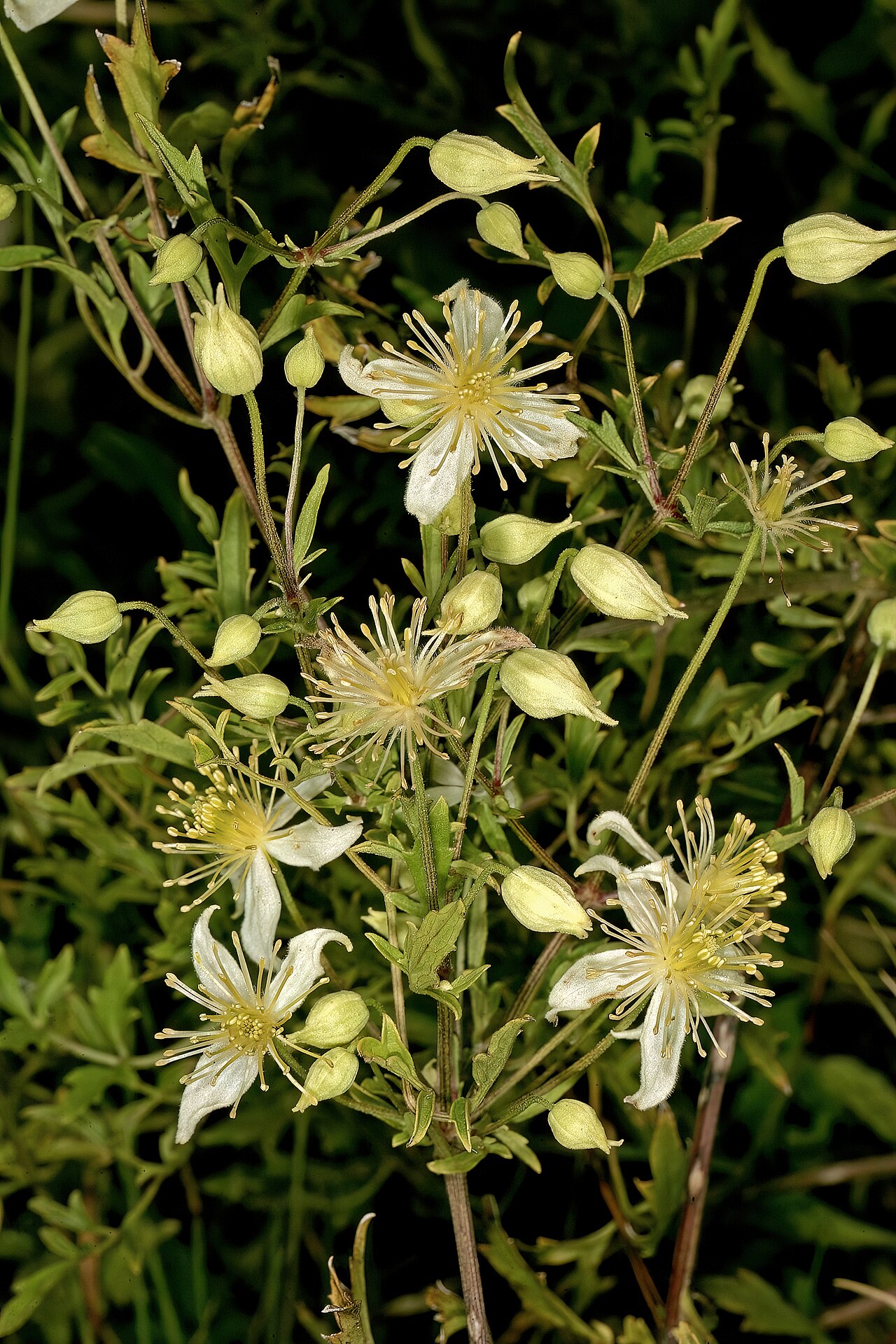 Traveler's-joy: Clematis brachiata , flowers; between Dominionville and Hartbeesfontein, North West, South Africa