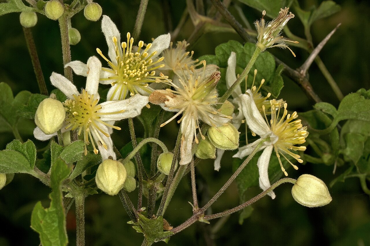 Traveler's-joy: Clematis brachiata , flowers; grassland on dolomite, Doornkloof, Irene, Gauteng, South Africa