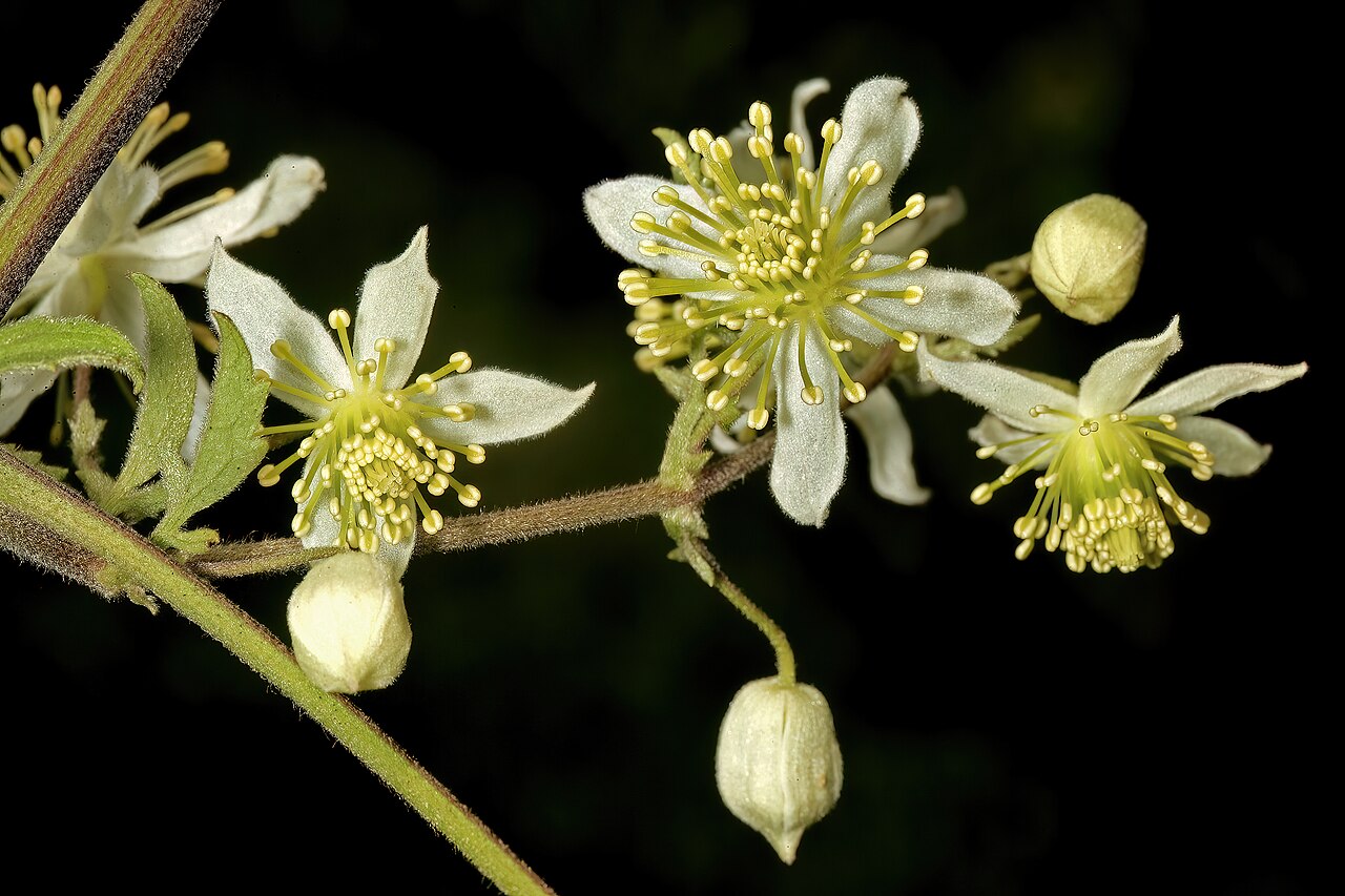 Traveler's-joy: Clematis brachiata , flowers; Faerie Glen Nature Reserve, Pretoria, Gauteng, South Africa