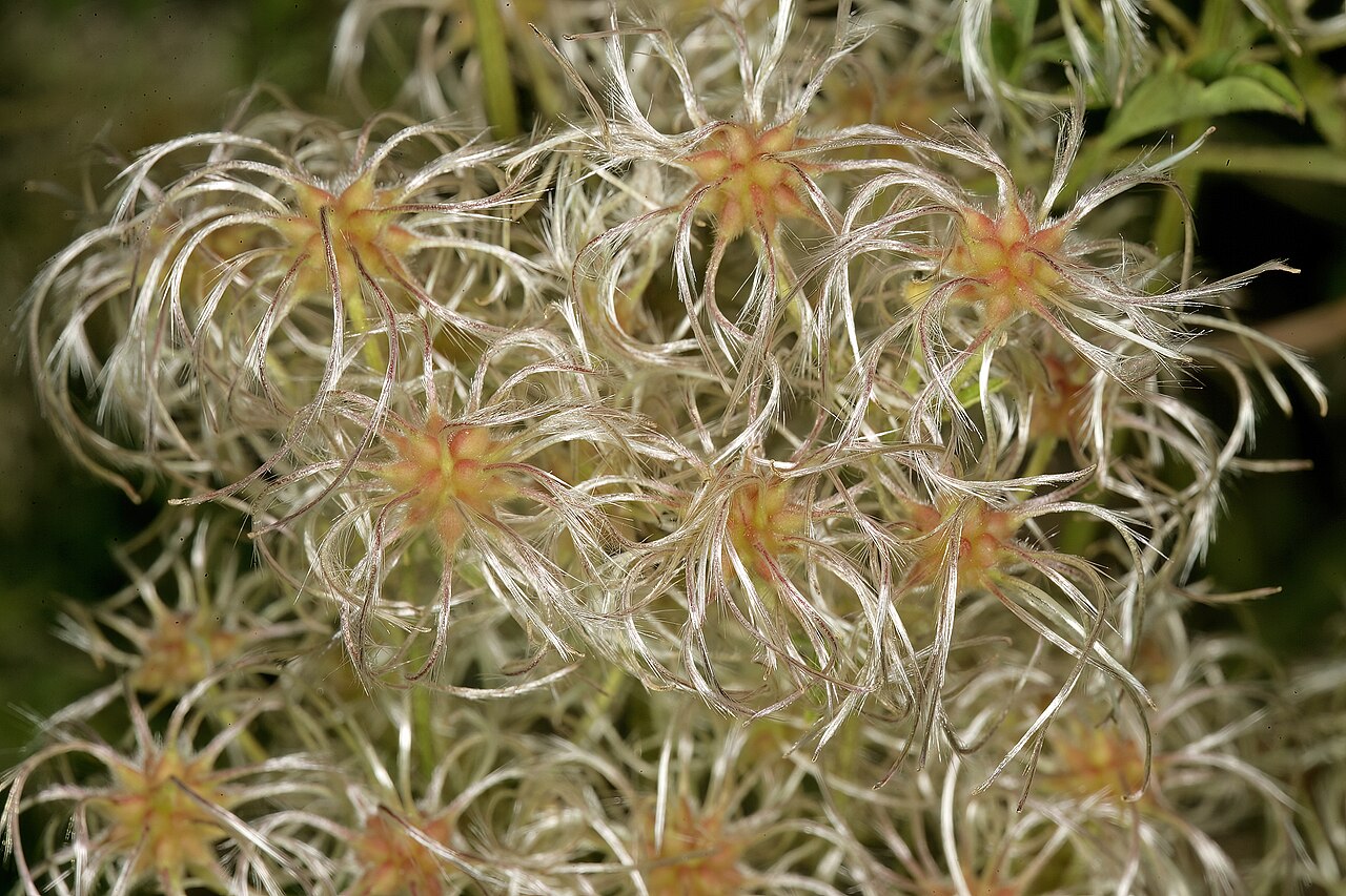 Traveler's-joy: Clematis brachiata , developing fruit; vicinity of Hartbeesfontein, North West, South Africa