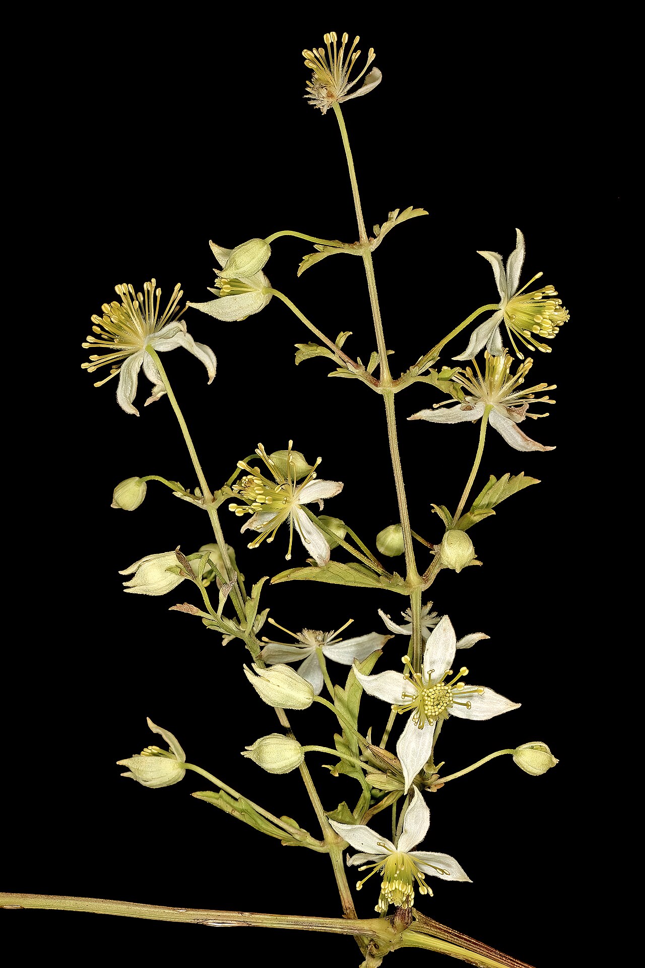 Traveler's-joy: Clematis brachiata , flowers; between Dominionville and Hartbeesfontein, North West, South Africa