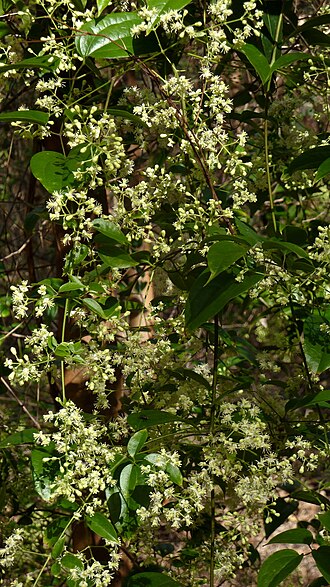 Clematis brasiliana: Clematis brasiliana DC.