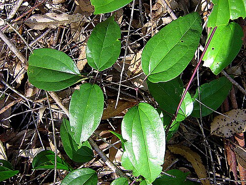 Clematis brasiliana: Clematis brasiliana DC.