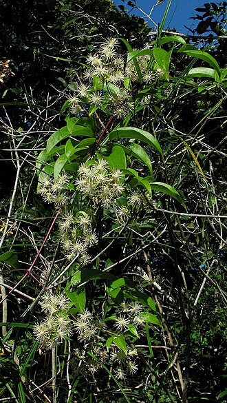 Clematis brasiliana: Clematis brasiliana DC.