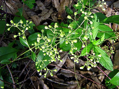 Clematis brasiliana: Dioecious woody vine.