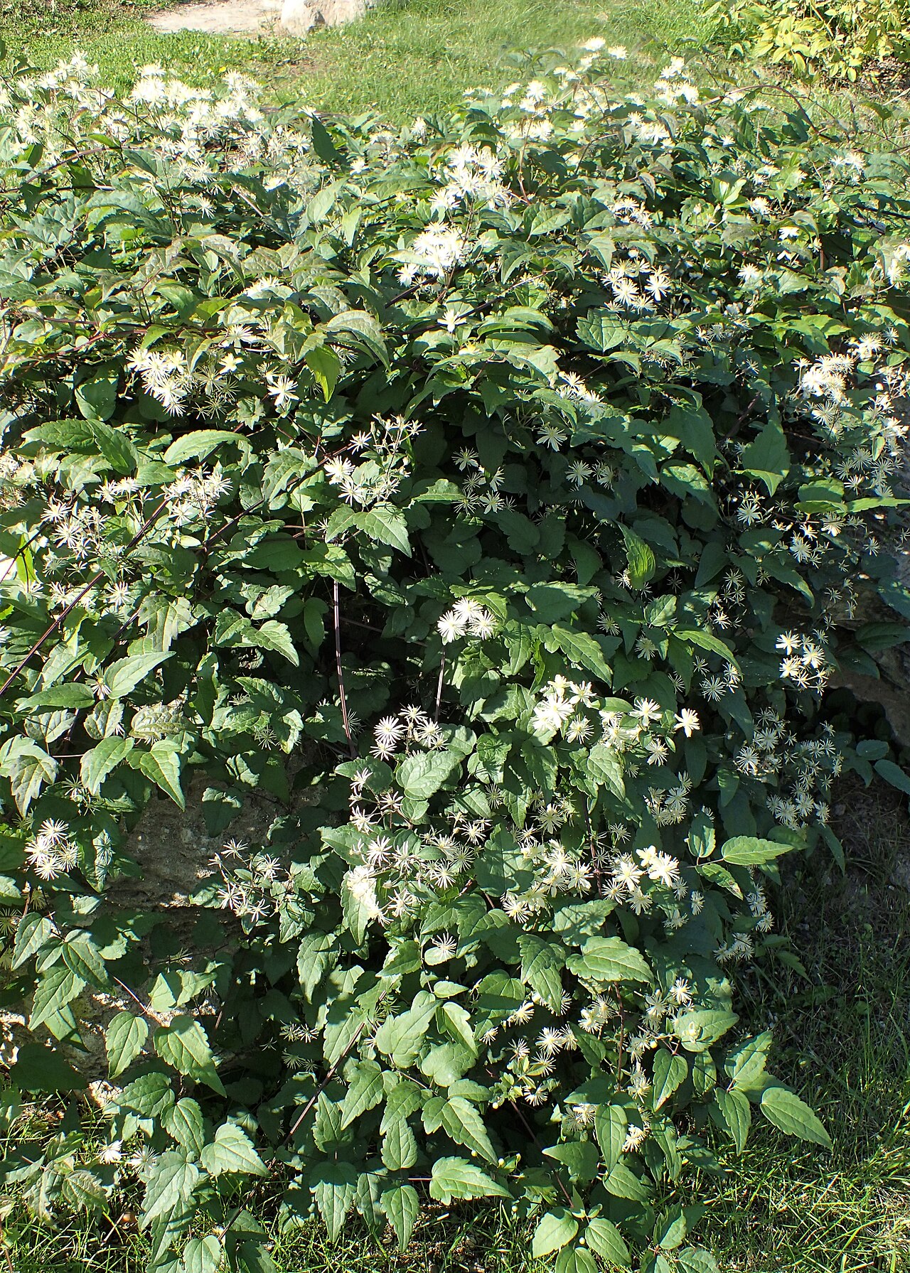 Clematis brevicaudata: Clematis brevicaudata in the UMCS Botanical Garden in Lublin