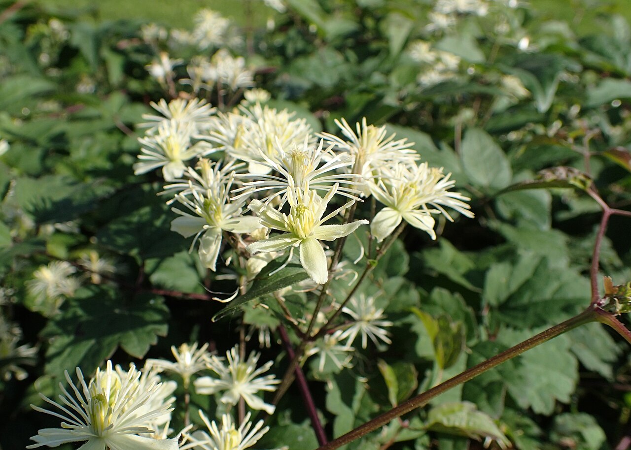 Clematis brevicaudata: Clematis brevicaudata in the UMCS Botanical Garden in Lublin
