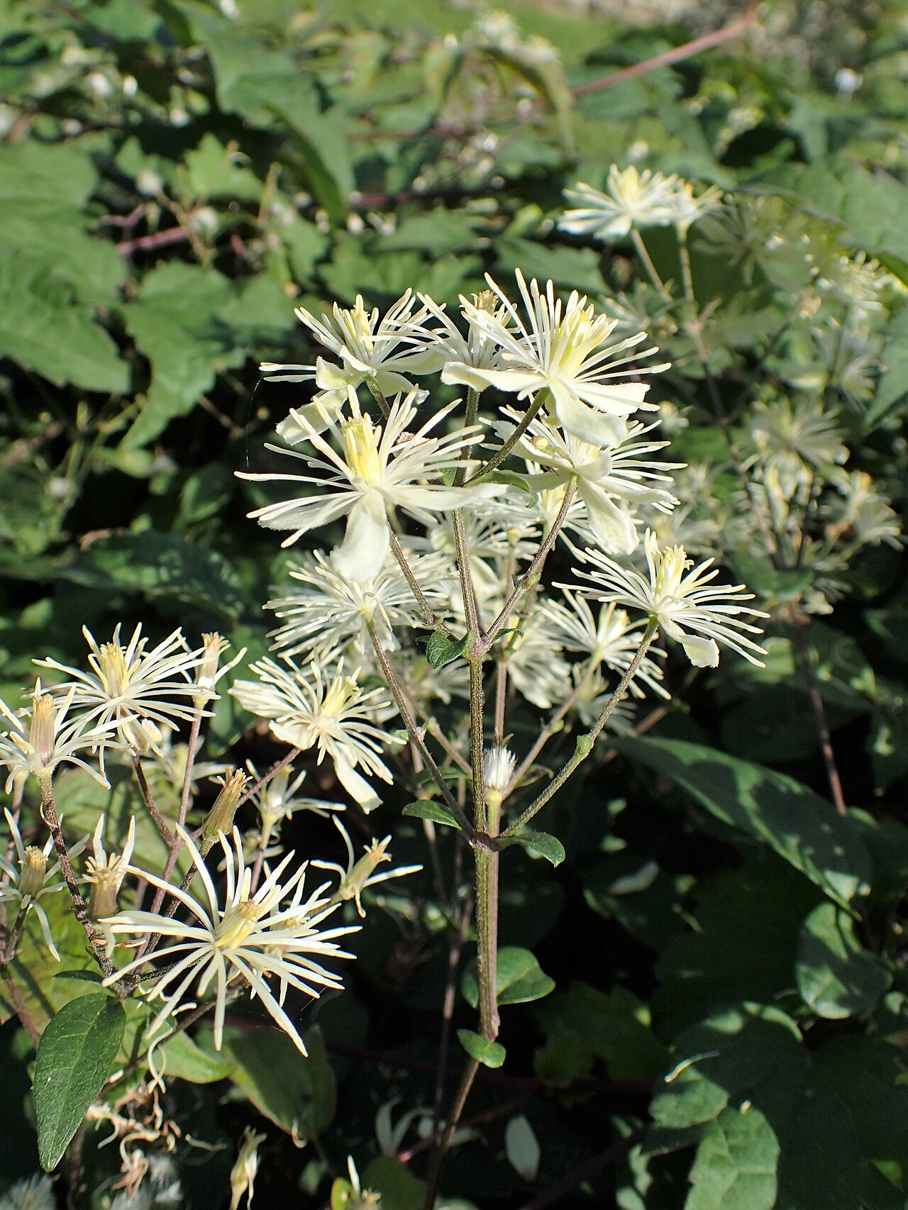 Clematis brevicaudata: Clematis brevicaudata in the UMCS Botanical Garden in Lublin