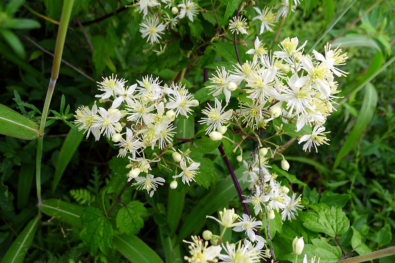 Clematis brevicaudata: IVO Partizansk town, Primorsky Krai, the Russian Far East.