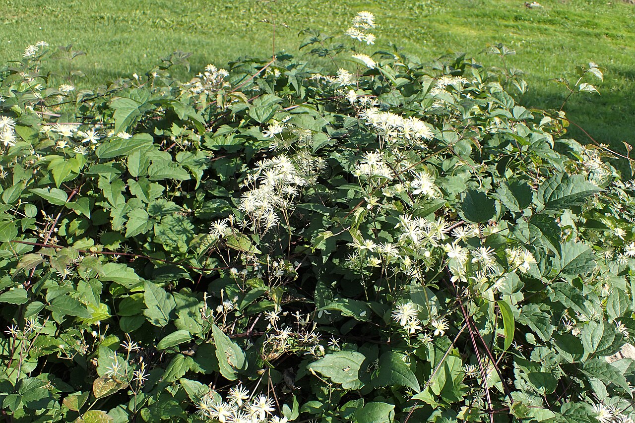 Clematis brevicaudata: Clematis brevicaudata in the UMCS Botanical Garden in Lublin