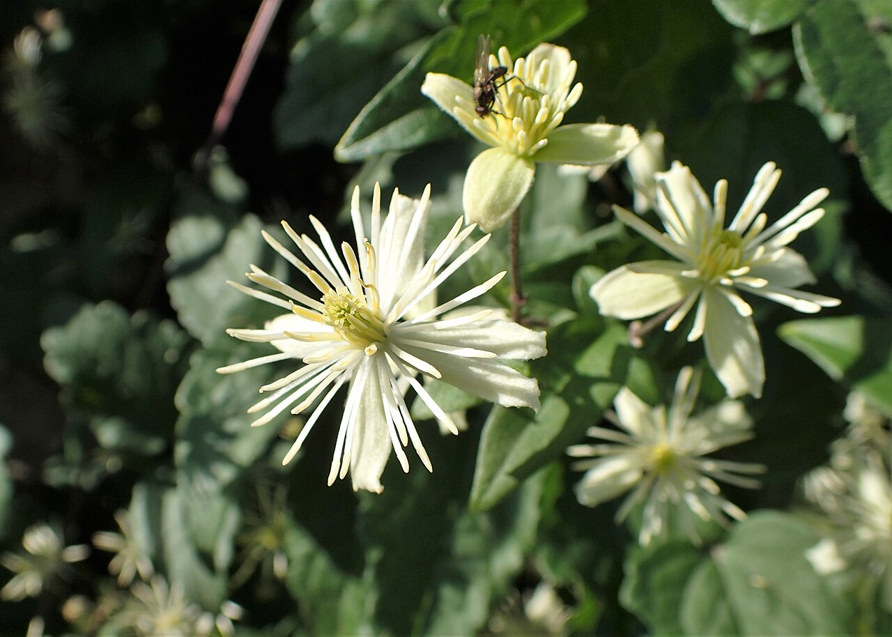 Clematis brevicaudata: Clematis brevicaudata in the UMCS Botanical Garden in Lublin