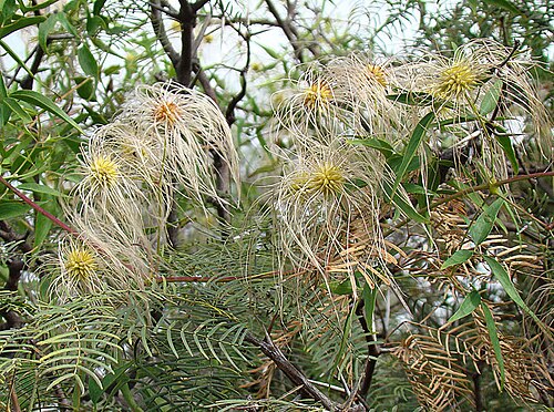 Clematis campestris: Vine seeds known as Barba de Chivato (goat's beard). La Rioja Province, Argentina. In context at www.dixpix.ca/sth_cordillera/flora/buttercups/index.html