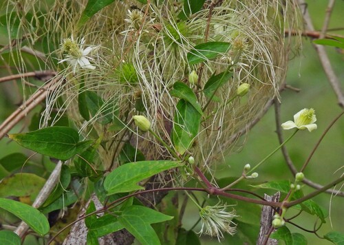 Clematis campestris (Clematis campestris)