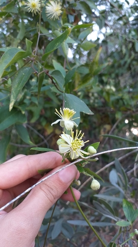 Clematis campestris (Clematis campestris)