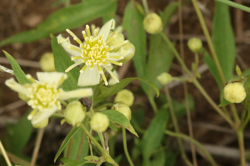 Clematis campestris (Clematis campestris)