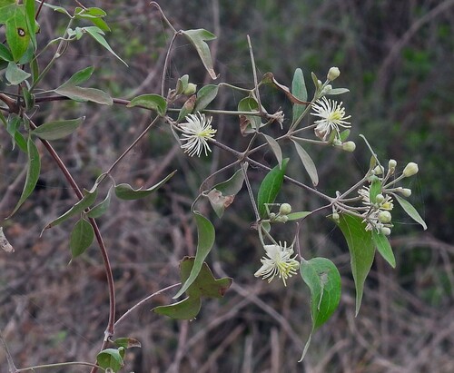 Clematis campestris (Clematis campestris)